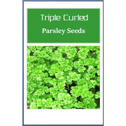 Triple Curled Parsley Seeds, Heirloom NON GMO, Culinary Herb Garden Seeds 2000 Seeds