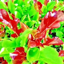 1000 Seeds Lettuce Spring Mesclun Mix, Non GMO Heirloom Vegetable Seeds For Fresh Salad & Microgreens 1000 Seeds Lettuce Spring Mesclun Mix, Non GMO Heirloom Vegetable Seeds For Fresh Salad & Microgreens