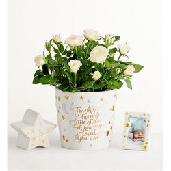 1-800-Flowers Flower Delivery Twinkle Twinkle Baby Rose Plant