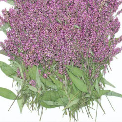 PMurcia-Fleurs séchées Polygonum hydropiper, 60 pièces, plante herbier pour bijoux, marque-page, carte postale, coque de téléphone, accessoires de bricolage