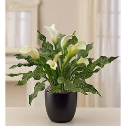 1-800-Flowers Plant Delivery Sophisticated White Calla Lily Small | Happiness Delivered To Their Door