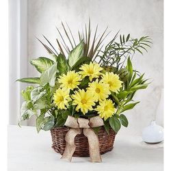 1-800-Flowers Plant Delivery Dish Garden W/ Fresh Cut Flowers For Sympathy Medium Plant