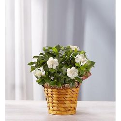 1-800-Flowers Everyday Gift Delivery Cherished Gardenia Small | Happiness Delivered To Their Door