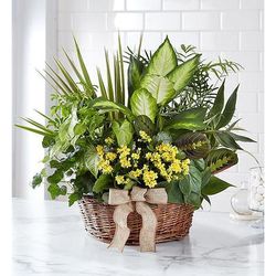 1-800-Flowers Everyday Gift Delivery European Dish Garden Large