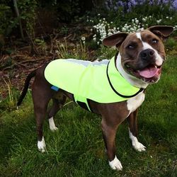Spot-Lite Dog Reflective Jacket with Green LED Lights, Medium