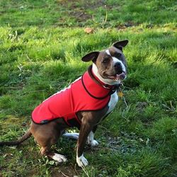 Spot-Lite Dog Reflective Jacket with Red LED Lights, X-Small