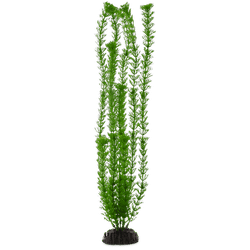 Imagitarium Green Ambulia Background Aquarium Plant