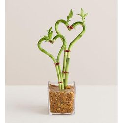 1-800-Flowers Plant Delivery Sweet Heart Bamboo Double | 100% Satisfaction Guaranteed | Happiness Delivered To Their Door