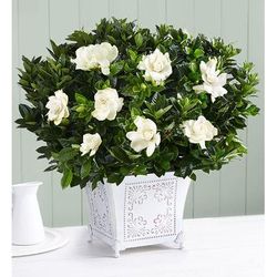 1-800-Flowers Everyday Gift Delivery Grand Gardenia Large | Happiness Delivered To Their Door