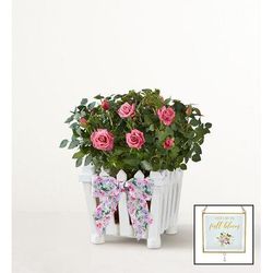 1-800-Flowers Flower Delivery Charming Rose Garden Small W/ Suncatcher | Happiness Delivered To Their Door