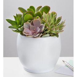 1-800-Flowers Plant Delivery Succulent Garden | Happiness Delivered To Their Door