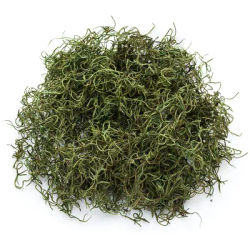 Mousse d´Espagne, vert, 50 g