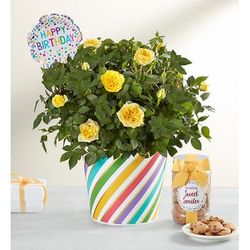 1-800-Flowers Flower Delivery Happy Birthday Rose Plant Large W/ Cookies