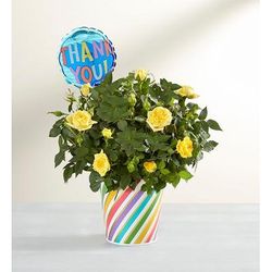 1-800-Flowers Flower Delivery Thank You Rose Plant Small | Happiness Delivered To Their Door