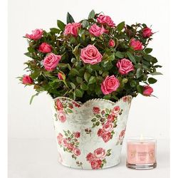 1-800-Flowers Flower Delivery Classic Budding Rose Large W/ Candle