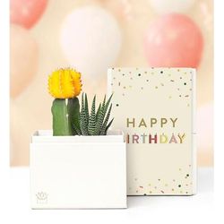 1-800-Flowers Everyday Gift Delivery Happy Birthday Succulents By Lula's Garden Small Ray | Happiness Delivered To Their Door