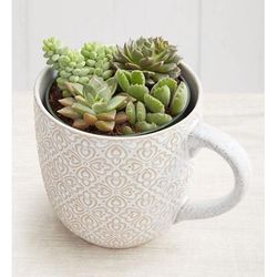 1-800-Flowers Plant Delivery Artisan Mug Succulent Garden