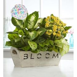 1-800-Flowers Seasonal Gift Delivery Bloom Dish Garden Bloom W/ Happy Birthday Balloon | Happiness Delivered To Their Door