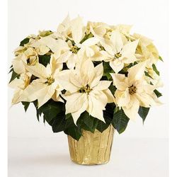 1-800-Flowers Plant Delivery White Holiday Poinsettia Floor Plant White Poinsettia Floor Plant