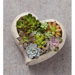 1-800-Flowers Plant Delivery Loving Memory Succulent Garden Large Plant
