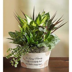 1-800-Flowers Plant Delivery A Life So Beautiful Dish Garden