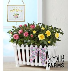 1-800-Flowers Flower Delivery Charming Rose Garden Large W/ Suncatcher