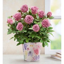 1-800-Flowers Flower Delivery Lovely Lavender Rose Small