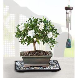 1-800-Flowers Plant Delivery Gardenia Bonsai For Sympathy Small Plant W/ Windchime