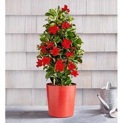 1-800-Flowers Plant Delivery Red Mandevilla Plant W/ Trellis