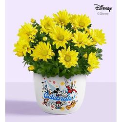 1-800-Flowers Everyday Gift Delivery Disney Celebration Mum Plant