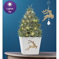 1-800-Flowers Plant Delivery Fragrant Holiday Lavender Tree Lavender Tree W/ Ornament