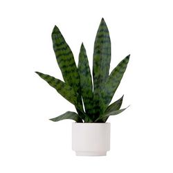 16in. Artificial Sansevieria Snake Plant with Decorative Planter - Nearly Natural P1913