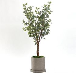 5ft Silver Dollar Tree - Frontgate