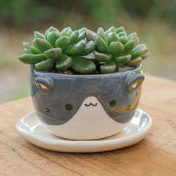 Kitty Spell,'Handmade Ivory Grey Ceramic Cat Mini Flower Pot with Saucer'