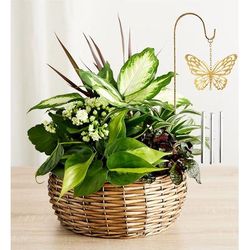 1-800-Flowers Plant Delivery Butterfly Chime Dish Garden