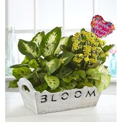 1-800-Flowers Seasonal Gift Delivery Bloom Dish Garden W/ Mother's Day Balloon