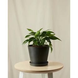 Bloomscape Baltic Blue Pothos Plant With Pot - Blue