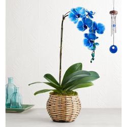 1-800-Flowers Plant Delivery Beautiful Blue Phaelenopsis Orchid Single Stems