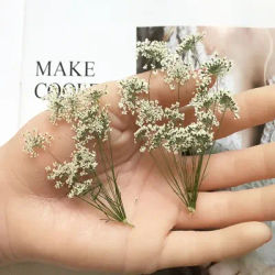 50X Pressed Dried White Multi-head Ammi Majus Flower Plant Herbarium For Jewelry Postcard Invitation Card Bookmark Craft