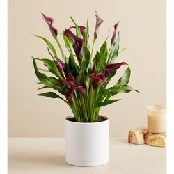 1-800-Flowers Flower Delivery Elegant Calla Lily Large