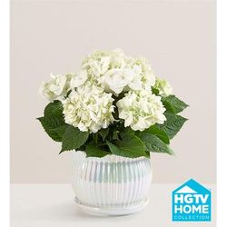 1-800-Flowers Plant Delivery Blissful Blooming Hydrangea Large Plant White