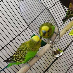 TEMU Large Oval Acrylic Parrot Toy Mirror , Plastic Bird Play Accessory,