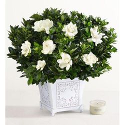 1-800-Flowers Plant Delivery Grand Gardenia Large Plant W/ Candle