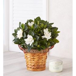 1-800-Flowers Plant Delivery Blooming Gardenia Plant In Basket Small W/ Candle