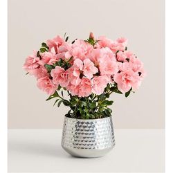 1-800-Flowers Plant Delivery Pretty Pink Azalea Small Plant