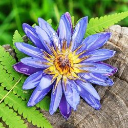 'Spring-Themed Resin-Coated Purple Waterlily Bloom Brooch Pin'