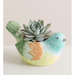 1-800-Flowers Plant Delivery Garden Songbird Succulent
