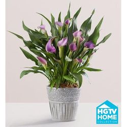 1-800-Flowers Flower Delivery Elegant Calla Lily