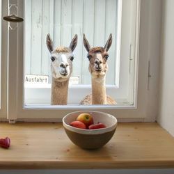TEMU Adorable Alpaca Peeking Window Clings - Self-adhesive, Easy-to-apply Decals For Pet Lovers, Decor, Ideal Gift For Dog Enthusiasts, Plastic, 1mil