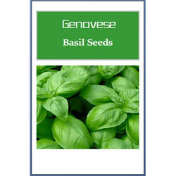 Genovese Basil Seeds, Non GMO Heirloom Seeds For Culinary Gardens 3000 Seeds